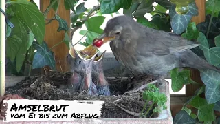 Amselbrut im Balkonkasten.