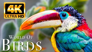 The World of BIRDS in 4K - Part 2  | The Healing Power Of Bird Sounds | Scenic Relaxation Film