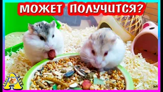 Хочу Помирить Хомяков / Какие Хомки могут Жить Вместе? / Alisa Easy Pets