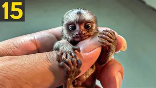 15 CUTEST Exotic Animals