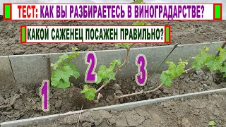 🍇 Самая РАСПРОСТРАНЕННАЯ ОШИБКА!  Никогда ТАК НЕ ВЫСАЖИВАЙ  САЖЕНЦЫ ВИНОГРАДА на постоянное место.