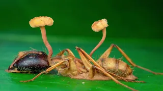 The killer mushroom takes over the brains of ants and turns them into zombies. Cordyceps!