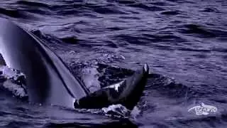 GOD of OCEAN - Orca Expedition 2015 trailer intro HD final
