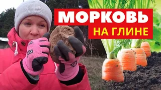 КАК ВЫРАСТИТЬ МОРКОВЬ НА ГЛИНЕ 🥕🥕🥕