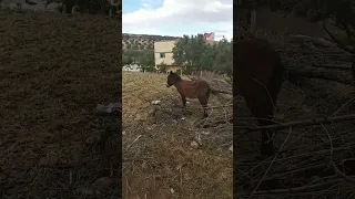 Donkey shot of mountain