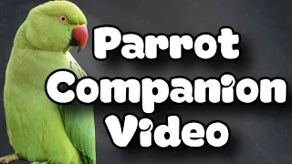 Indian ringneck and Princess Parrot bird Companion / ft Harry Potter