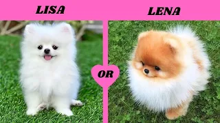 LISA or LENA ANIMALS [Dog & PUPPIES]💖 CUTE PET DOGS @luxury things $