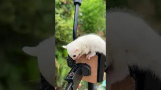 Super Cute little baby Sugar Glider Eating So yummy and play outside so fresh