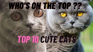 Ultimate Cuteness Overload: Top 10 Most Adorable Cat Breeds to Melt Your Heart!