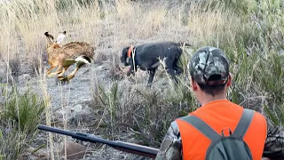 Chasse Perdrix et lievre au maroc | Partridge Hunting 2023-2024 partie 02 - صيد الحجل البري بالمغرب