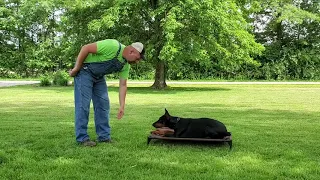 12 Month Old European Doberman Virgie