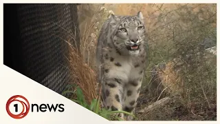 Wellington Zoo welcomes snow leopard siblings