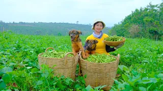 Harvesting Peas & Goes to Market Sell - Take care of your Dog, Cooking, Daily Life | Tieu Lien