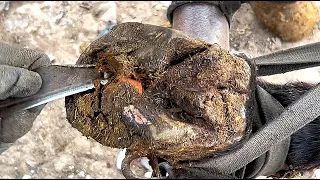 Poor horse! The farrier found a Huge Brick inside his hoof!