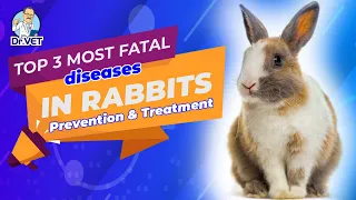 Top 3 most fatal diseases in rabbits and solutions for prevention and treatment | Dr.Vet