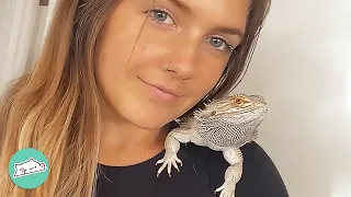 Three Bearded Dragons Chase After Socks And Ask For Walkies | Cuddle Buddies