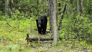 Canadian Bear Hunting