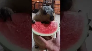 Marmot eats watermelon 🍉 awesome sound #Cute 1 @marvel @Funny videos @cute videos @sweet videos