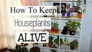 How To Keep Houseplants Alive! | How Not To Kill Your Indoor Plants!