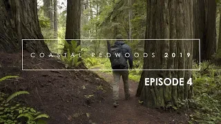 Photographing the Redwoods: Episode 4