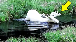 This Man Films a Very Rare White Moose After Trying For 4 Years