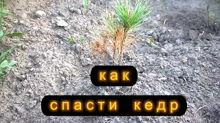 как спасти кедр. Анна Татаренко.