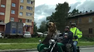 Живой, настоящий медведь на мотоцикле. Архангельск.