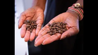 Unique Coffee Growing Conditions in Jamaica