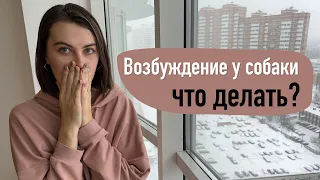 Возбуждение у собаки! Как такую воспитывать?