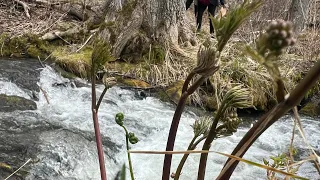 Alaska - pickup vegetable in the wood part. 1