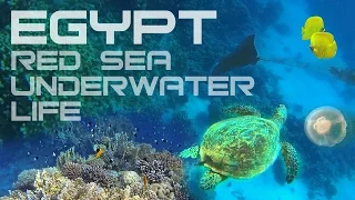 Egypt - Red Sea Underwater - Египет - Красное море подводный мир (2015)