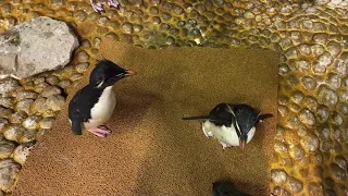 Meet Tussock and Pinguino, two new rockhopper penguins at Shedd Aquarium