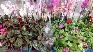 Pazar Tezgahında Muhteşem, Begonya, Sardunya, Salon Bitkileri ,Çiçekler