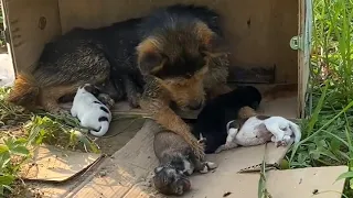 Under the scorching sun, a mother dog cries for her dead children