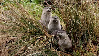 River Otters | Pacific Northwest