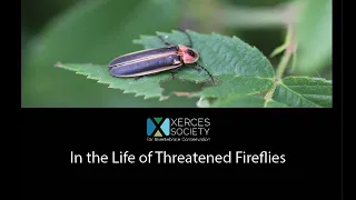 In the Life of Threatened Fireflies