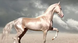 Ахалтекинская кремневая масть лошади, Одна из самых красивых лощадей в мире