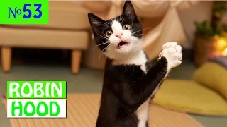 ПРИКОЛЫ 2017 с животными. Смешные Коты, Собаки, Попугаи // Funny Dogs Cats Compilation. Март №53