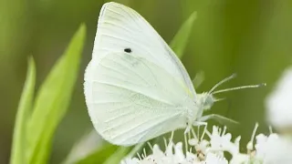 WHITE BUTTERFLY. Spiritual Meaning & Symbolism 🦋✨ सफेद तितली।। इसकी अध्यात्मिक मीनिंग & सिम्बोलिसम्।