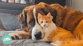 Tiny Kitten Meets A Giant Dog And Falls Head Over Paws In Love | Cuddle Buddies