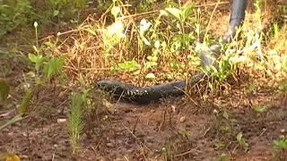 Capture Black Necked Spitting Cobra