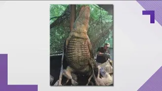 Massive 300-pound gator caught in Georgia