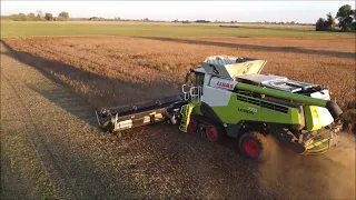 Claas Lexion 770 Sojabohnen dreschen im Oderbruch 2022 Ostdeutschland