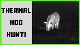Hunting FERAL HOGS with Thermal Scopes... - Horn Swamp Hunting