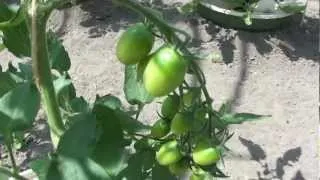 Vegetable growing with the Groasis Technology and save water - July 1 - 2011 (Part 2)