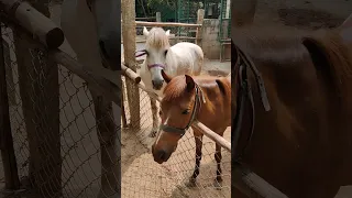 Two Cute little ponies | My Little Pony | Horse Videos | Pony Videos #horse #pony