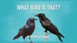 What bird is that? Ravens & Crows