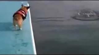 как собака прыгает в воду-прикол