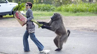 15 Genius Monkeys Caught on Camera