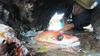 退潮后大猛货藏匿在深石洞里，里面还不止一条，阿明激动的大叫